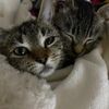 catbread25